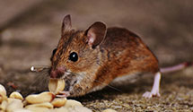 24 Hour & Emergency Exterminators in Mckenzie Crossroads, SC